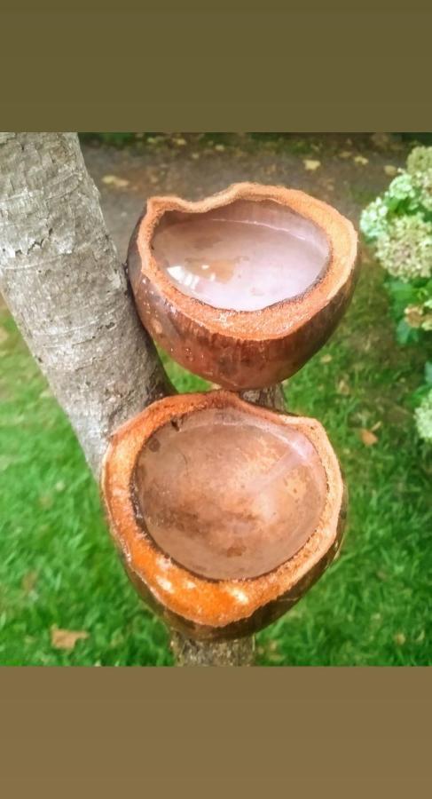 奥索里乌Cabana Rustica Calabresi别墅 外观 照片